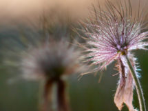 Kuhschelle Blume